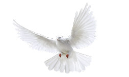 فایل png کبوتر